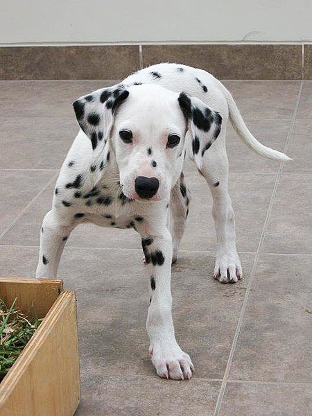 Datoteka:Dalmatian puppy.JPG