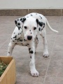 Dalmatian puppy.JPG